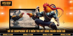 Đá Gà Campuchia Và 3 Điểm Thu Hút Hàng Nghìn Khán Giả