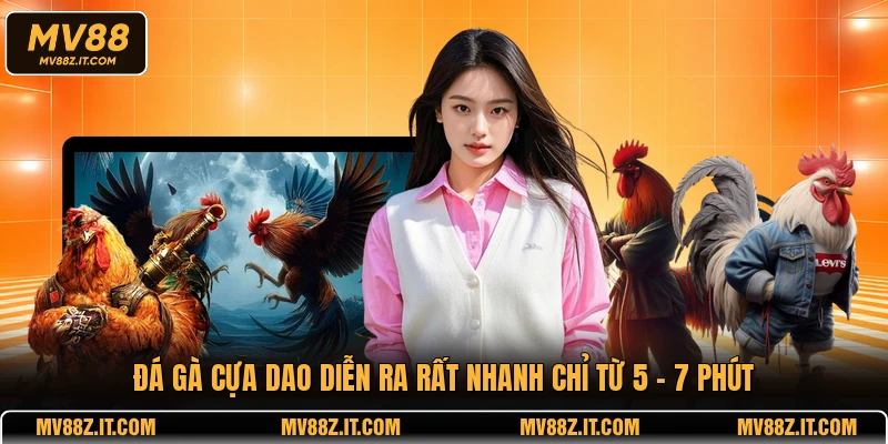 Đá gà cựa dao diễn ra rất nhanh chỉ từ 5 - 7 phút
