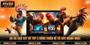 Đá Gà Cựa Sắt Và Top 3 Dòng Chiến Kê Có Sức Mạnh Nhất