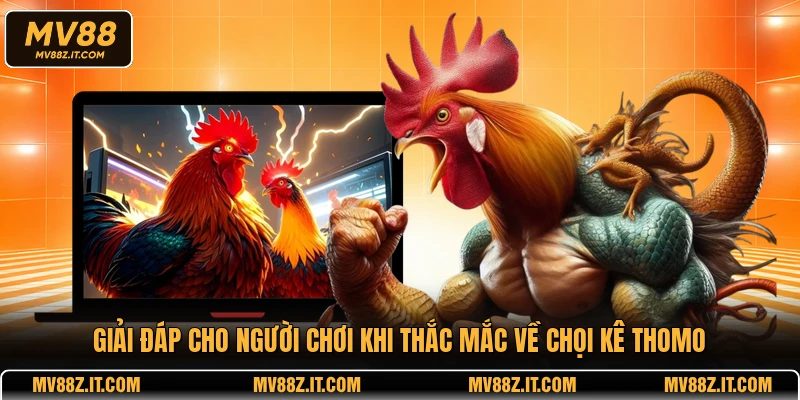 Giải đáp cho người chơi khi thắc mắc về chọi kê Thomo